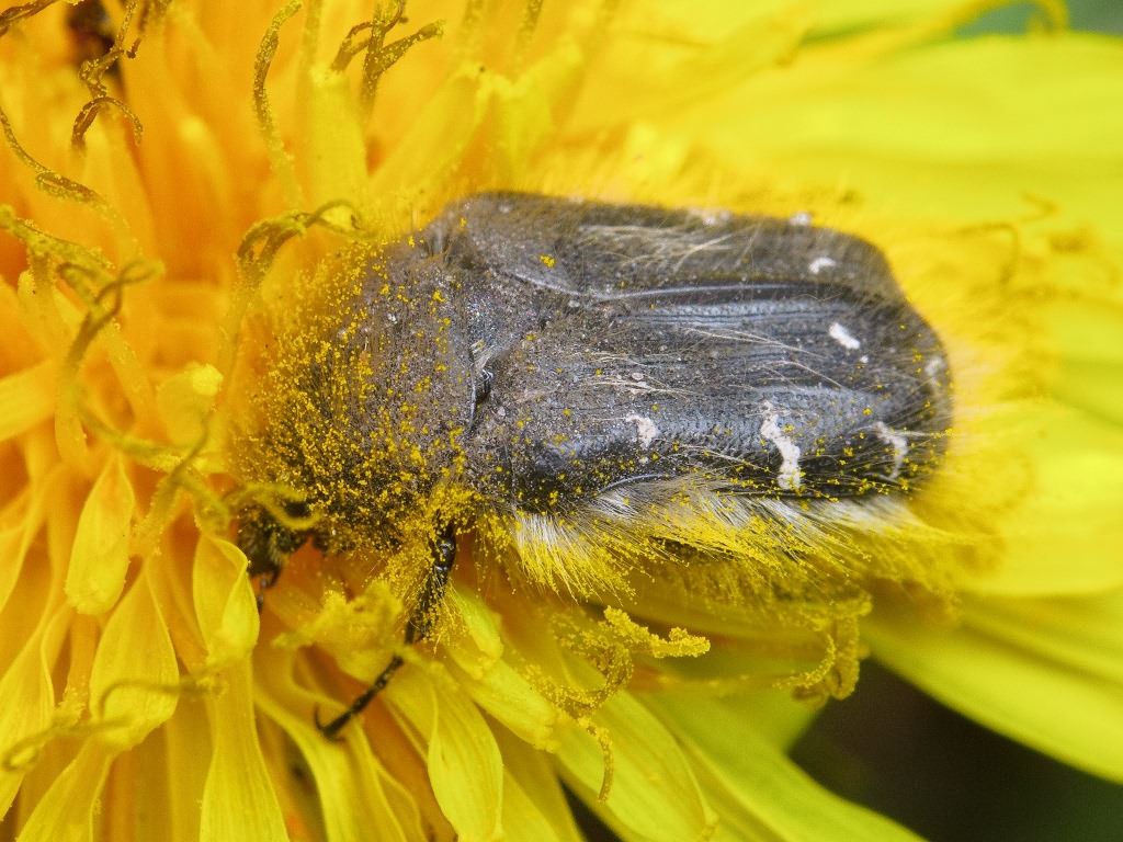 Tropinota hirta (Poda, 1761)